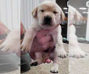 Medium Labrador Retriever