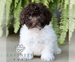 Small Shih-Poo