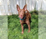 Small #5 Australian Kelpie Mix