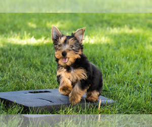 Yorkshire Terrier Puppy for sale in NAPPANEE, IN, USA