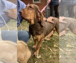 Small Photo #7 Bloodhound Puppy For Sale in Brookville, OH, USA