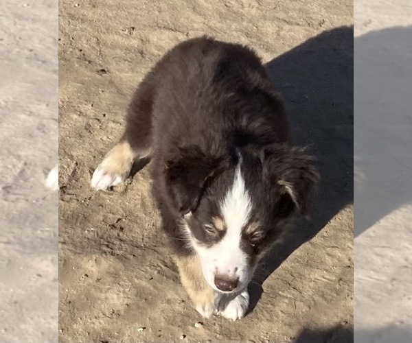 Medium Photo #12 Miniature Australian Shepherd Puppy For Sale in FORT MORGAN, CO, USA