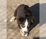 Small #11 Miniature Australian Shepherd