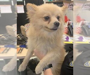 Pomeranian Dogs for adoption in Corpus Christi, TX, USA