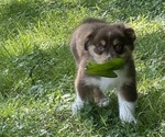 Small Photo #12 Miniature American Shepherd Puppy For Sale in NOLENSVILLE, TN, USA