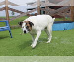 Small #1 Akita Mix
