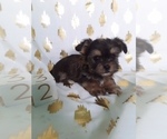 Small Photo #3 Shorkie Tzu Puppy For Sale in SCOTTVILLE, MI, USA