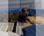 Small #3 Great Dane