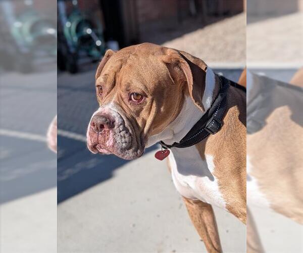 Medium Photo #3 American Bulldog Puppy For Sale in Fort Collins, CO, USA