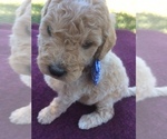 Small Photo #4 Goldendoodle Puppy For Sale in KALISPELL, MT, USA