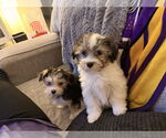 Small #2 Havanese