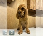 Small #13 Bloodhound