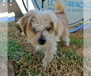 Mutt Dogs for adoption in Long Beach, CA, USA