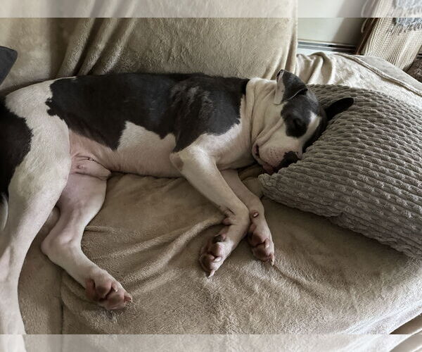 Medium Photo #17 Mutt Puppy For Sale in Doylestown, PA, USA