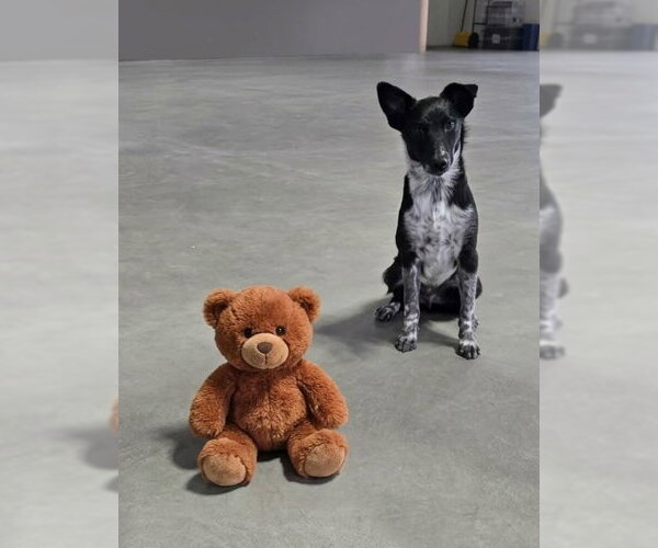 Medium Photo #2 Mutt Puppy For Sale in Genesee, WI, USA