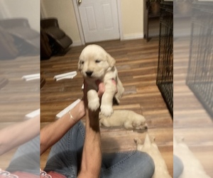 English Cream Golden Retriever Puppy for sale in FREMONT, NH, USA