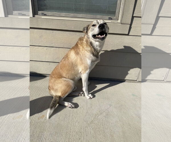 Medium Photo #4 Mutt Puppy For Sale in Euless, TX, USA