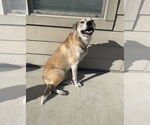 Small #3 Mutt