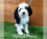 Small Photo #2 Sheepadoodle Puppy For Sale in OVERGAARD, AZ, USA