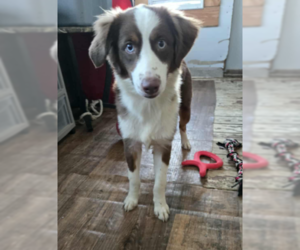 Australian Shepherd-Unknown Mix Dogs for adoption in Cranston, RI, USA