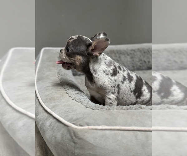 Medium Photo #2 French Bulldog Puppy For Sale in SOUTHGATE, MI, USA