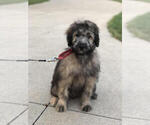 Small Photo #4 Aussie-Poo-Aussiedoodle Mix Puppy For Sale in RITTMAN, OH, USA