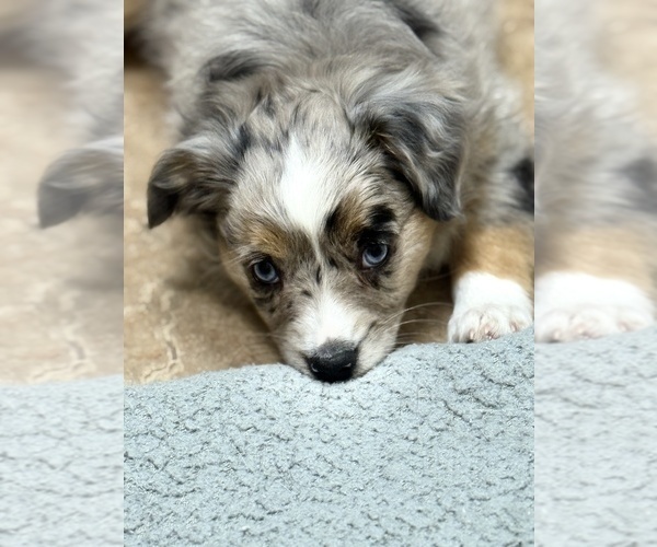Medium Photo #31 Miniature Australian Shepherd Puppy For Sale in FORT MYERS, FL, USA