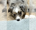 Small #7 Miniature Australian Shepherd