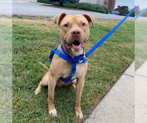 American Pit Bull Terrier Dogs for adoption in Boston, MA, USA