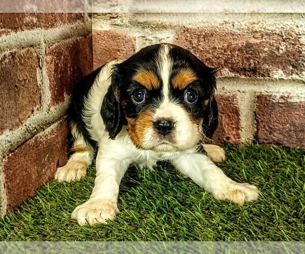 Medium Photo #4 Cavalier King Charles Spaniel Puppy For Sale in MOBERLY, MO, USA