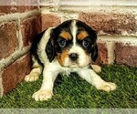 Small #3 Cavalier King Charles Spaniel