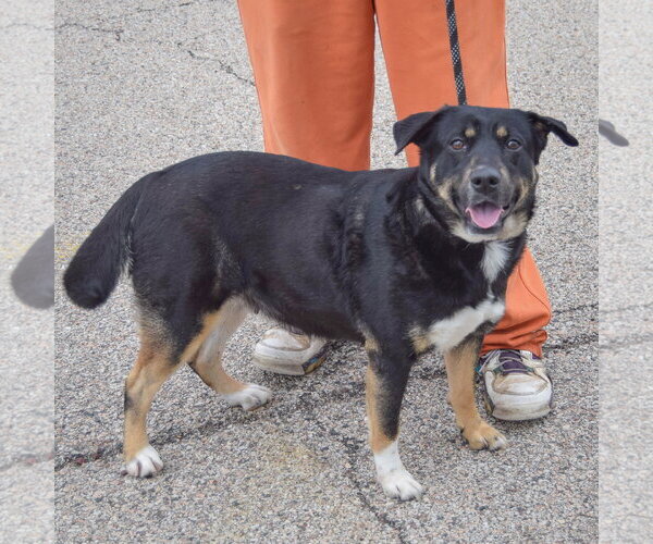 Medium Photo #2 German Shepherd Dog-Unknown Mix Puppy For Sale in Huntley, IL, USA