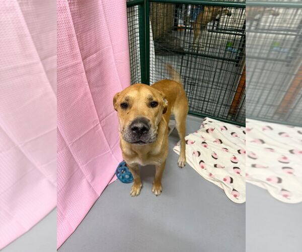 Medium Photo #1 Black Mouth Cur-Labrador Retriever Mix Puppy For Sale in Calgary, Alberta, Canada