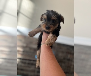 Yorkshire Terrier Puppy for sale in SPTBG, SC, USA