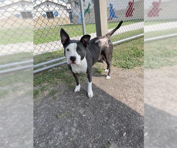 Medium Photo #1 American Pit Bull Terrier Puppy For Sale in Corpus Christi, TX, USA