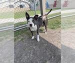 Small American Pit Bull Terrier