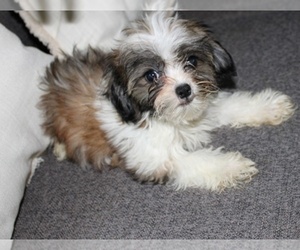 Mi-Ki Dog for Adoption in MOREHEAD, Kansas USA