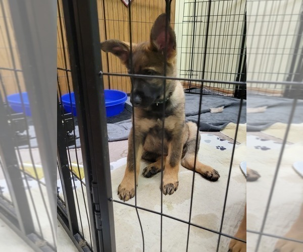 Medium Photo #10 German Shepherd Dog Puppy For Sale in SAINT CROIX FALLS, WI, USA