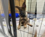 Small Photo #10 German Shepherd Dog Puppy For Sale in SAINT CROIX FALLS, WI, USA