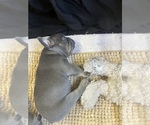 Small Photo #27 French Bulldog Puppy For Sale in TRENTON, TX, USA
