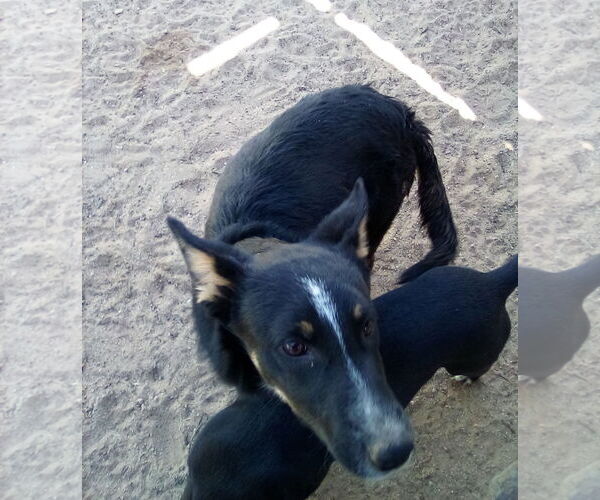 Medium Photo #2 Mutt Puppy For Sale in Apple Valley, CA, USA