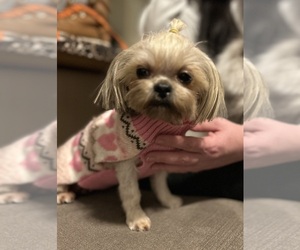 Mother of the Shiranian puppies born on 07/28/2026