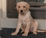 Small #5 Labrador Retriever