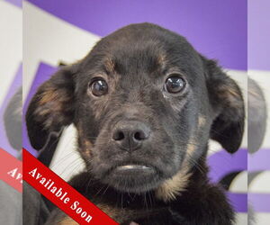 German Shepherd Dog-Unknown Mix Dogs for adoption in Huntley, IL, USA
