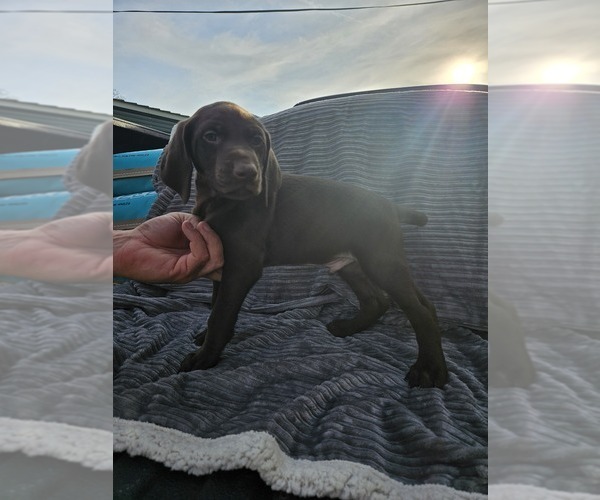 Medium Photo #5 German Shorthaired Pointer Puppy For Sale in FLIPPIN, AR, USA