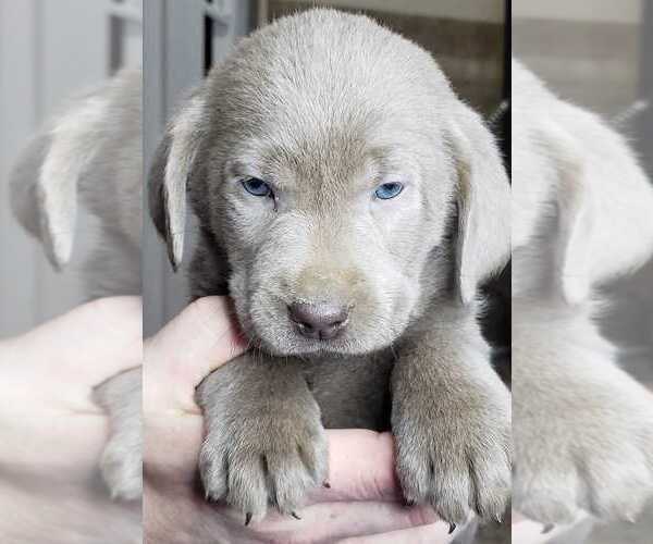 Medium Photo #11 Labrador Retriever Puppy For Sale in OLYMPIA, WA, USA