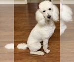 Small Photo #1 Poodle (Standard) Puppy For Sale in STEPHENVILLE, TX, USA