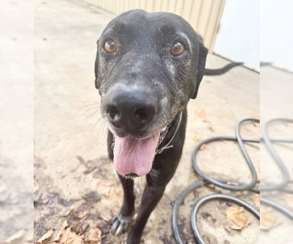 Medium Photo #4 Mutt Puppy For Sale in Houston, TX, USA