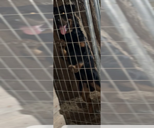 Medium Photo #1 Rottweiler Puppy For Sale in DALLAS, TX, USA