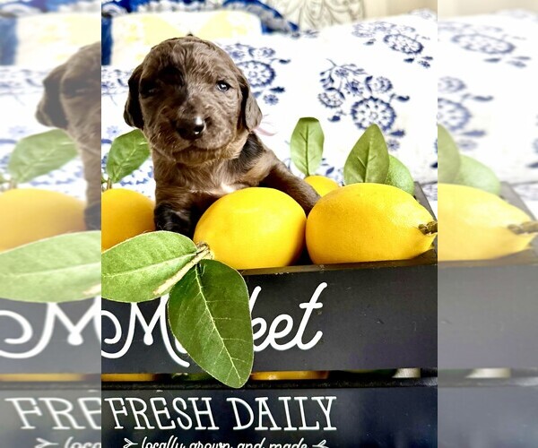 Medium Photo #1 Goldendoodle Puppy For Sale in BUDA, TX, USA
